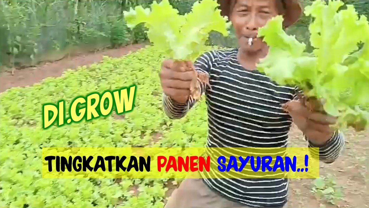 Read more about the article Tingkatkan Hasil Panen Sayuran Anda dengan DI.GROW !