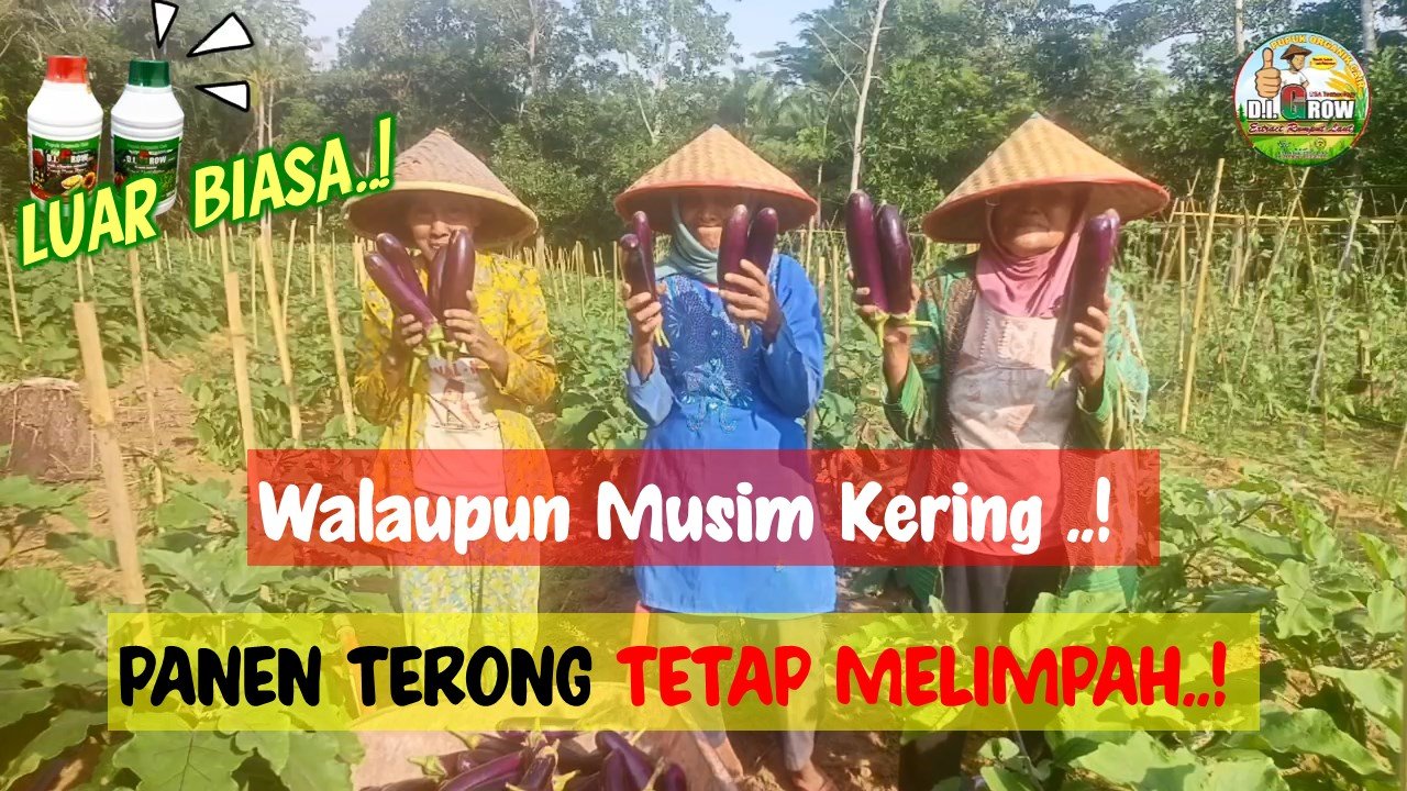 Read more about the article DI.GROW Solusi Cerdas untuk Tanaman terhadap Kekeringan