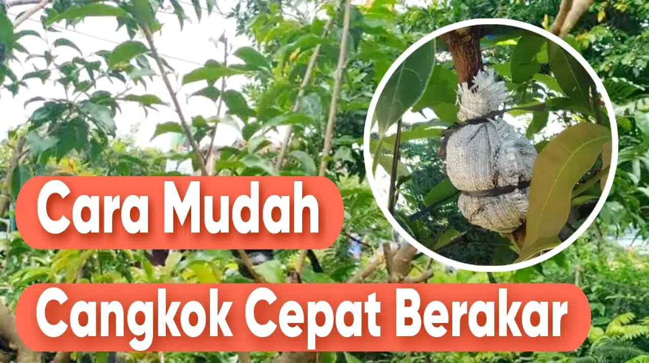 Read more about the article CARA MUDAH POHON YANG DICANGKOK CEPAT BERAKAR
