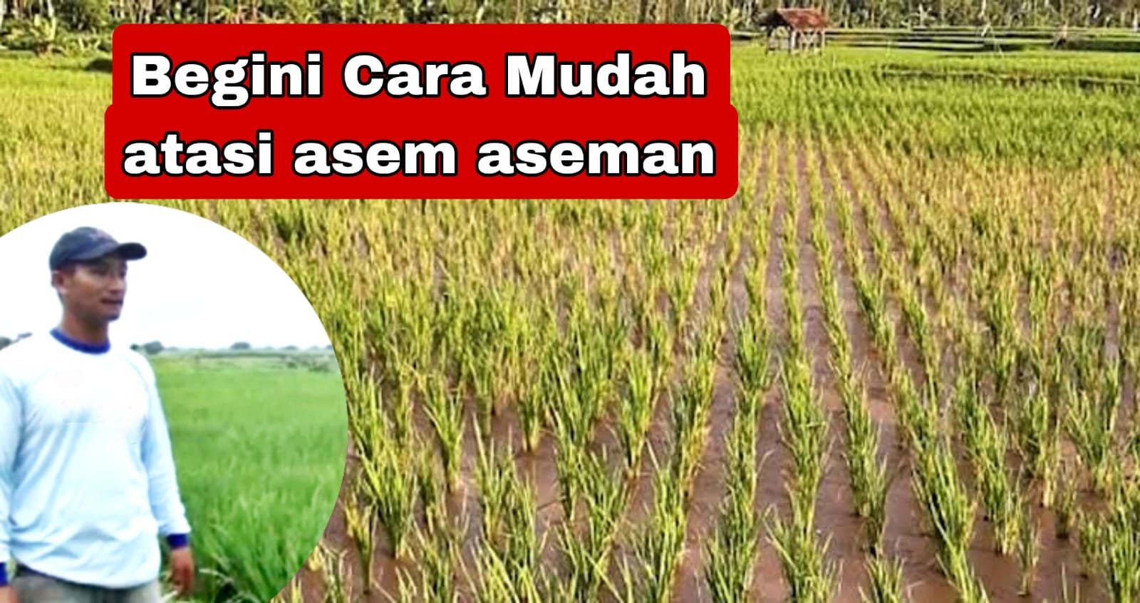 Read more about the article CARA JITU NORMALKAN PADI ASEM ASEMAN DAN KERDIL