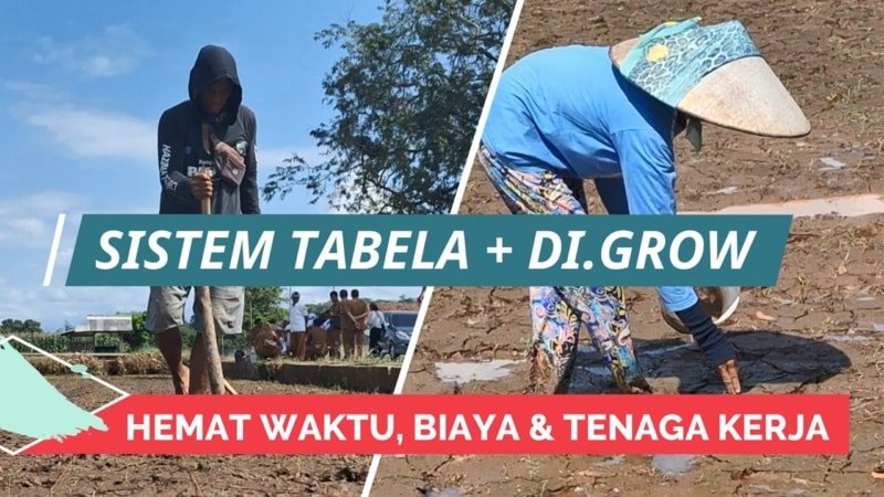 DEMPLOT TABELA + DI.GROW : LANGKAH MAJU PERTANIAN KUNINGAN - DI GROW ...