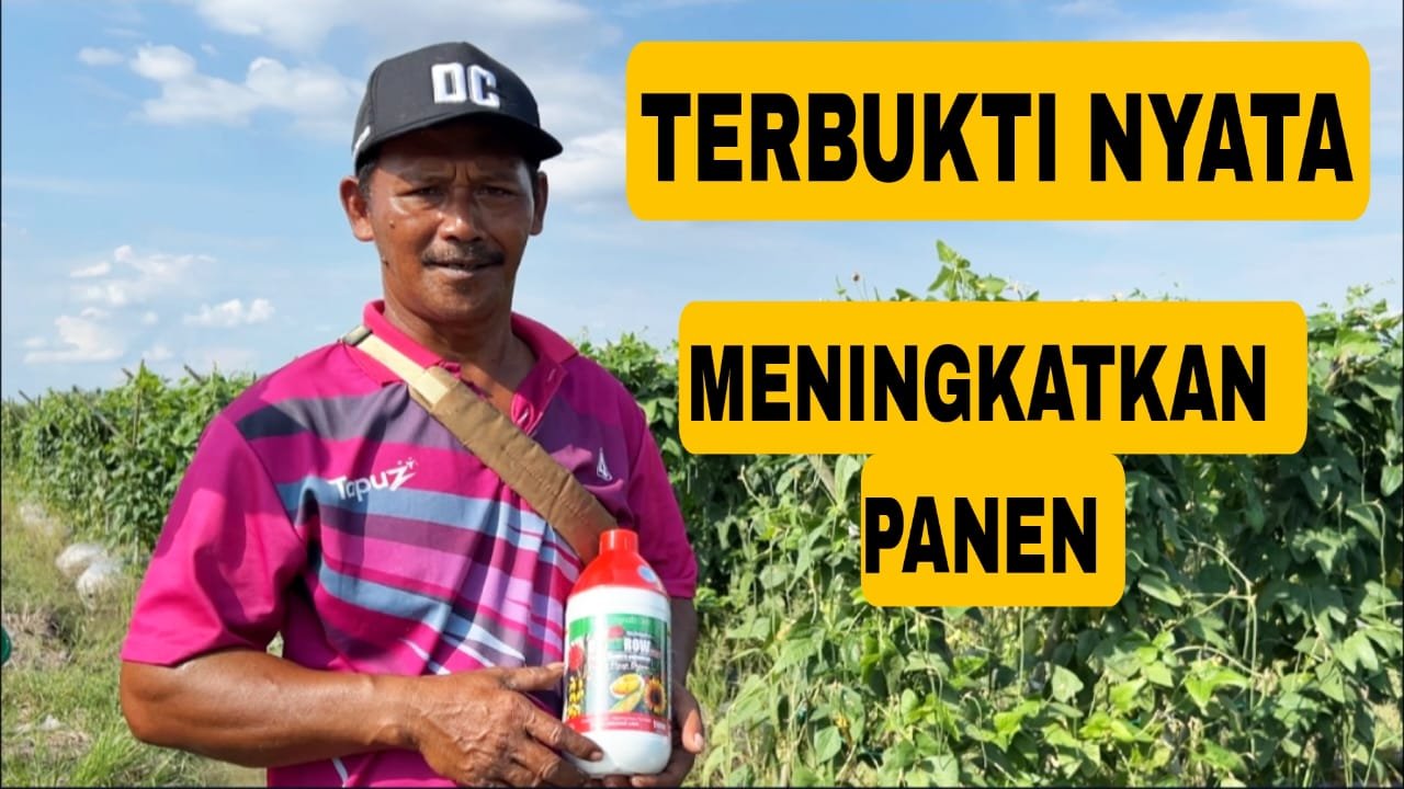 Read more about the article DIGROW NYATA TINGKATKAN PANEN KACANG PANJANG