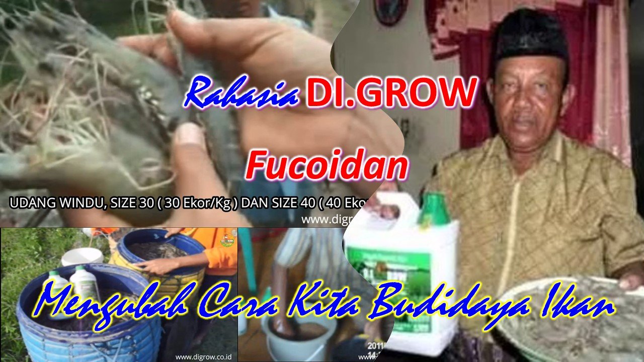 Read more about the article Rahasia DI.GROW – Fucoidan Mengubah Cara Kita Budidaya Ikan