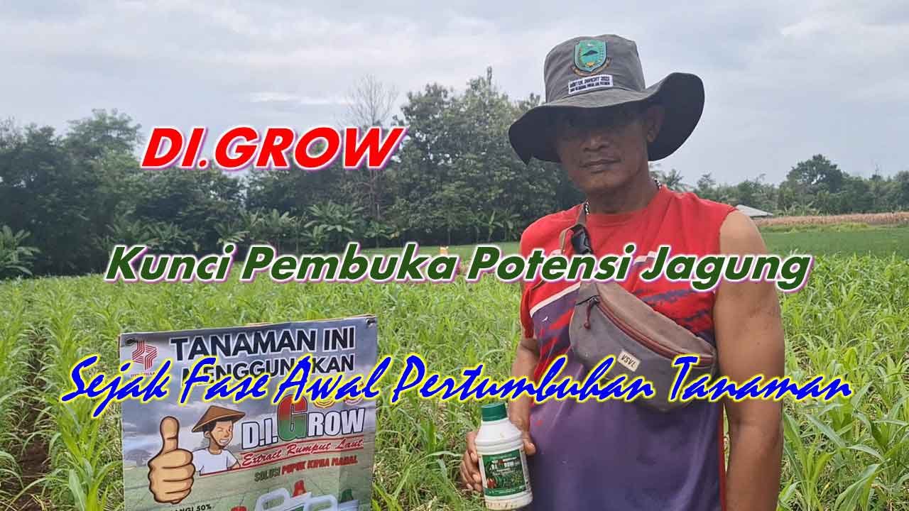 Read more about the article Strategi Penguatan Fase Vegetatif Awal Untuk Fondasi Pertumbuhan dan Potensi Hasil Jagung