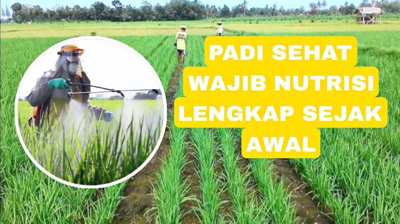 Read more about the article PADI SEHAT WAJIB NUTRISI LENGKAP SEJAK AWAL