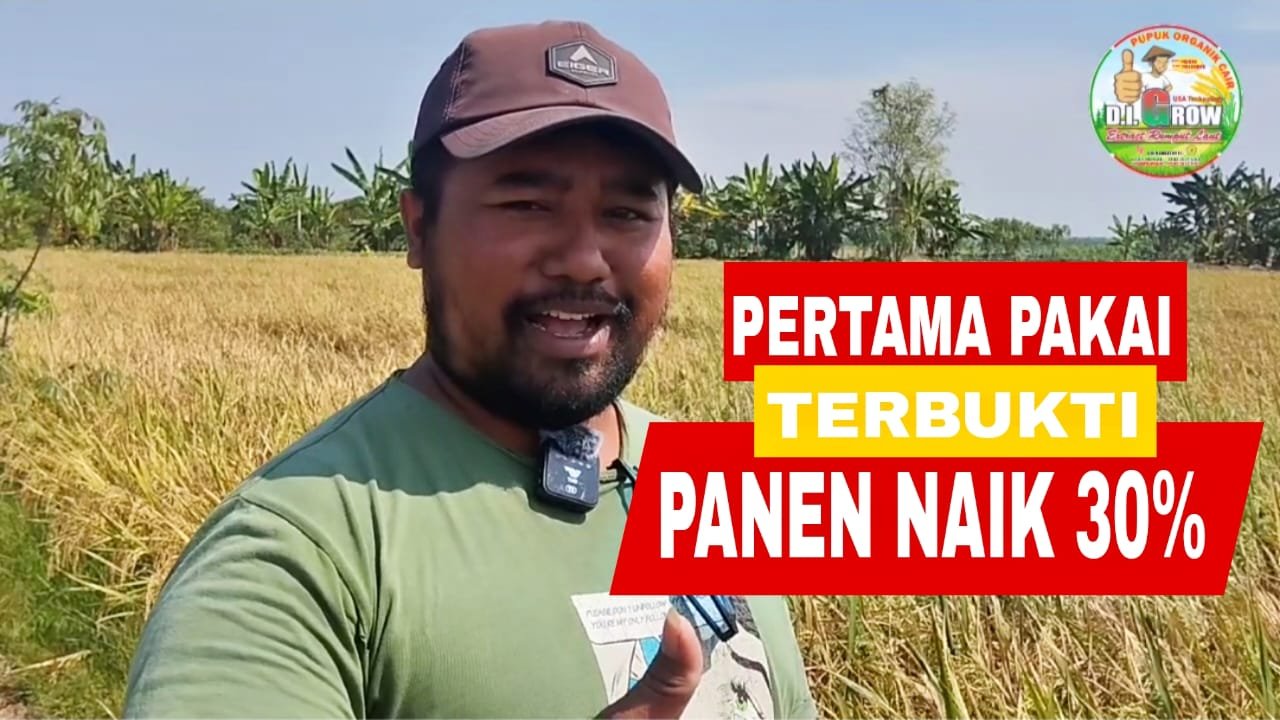 Read more about the article PERTAMA PAKAI PANEN PADI NAIK 30 PERSEN