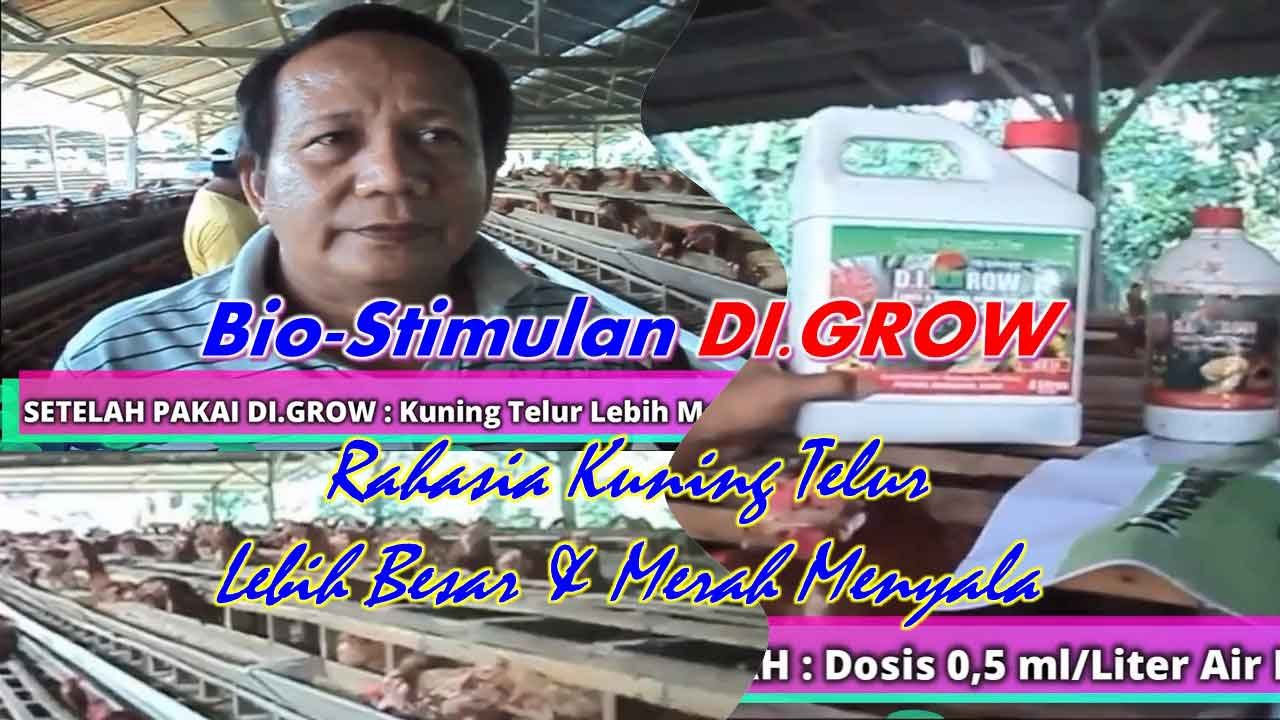 Read more about the article DI.GROW- Rahasia Kuning Telur Lebih Besar dan Merah Menyala