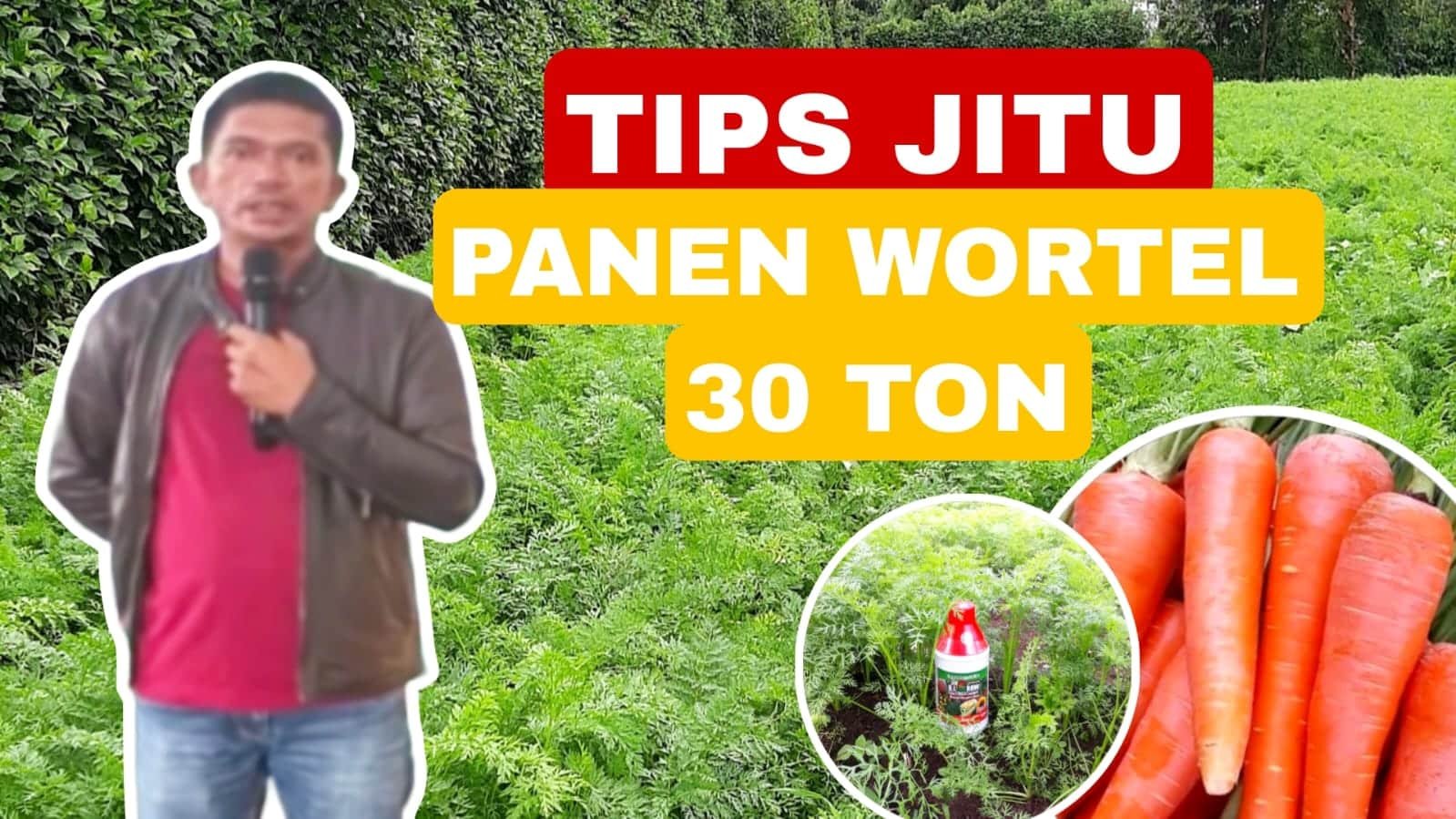 Read more about the article AWALNYA RAGU SEKARANG CANDU, PANEN WORTEL 30 TON