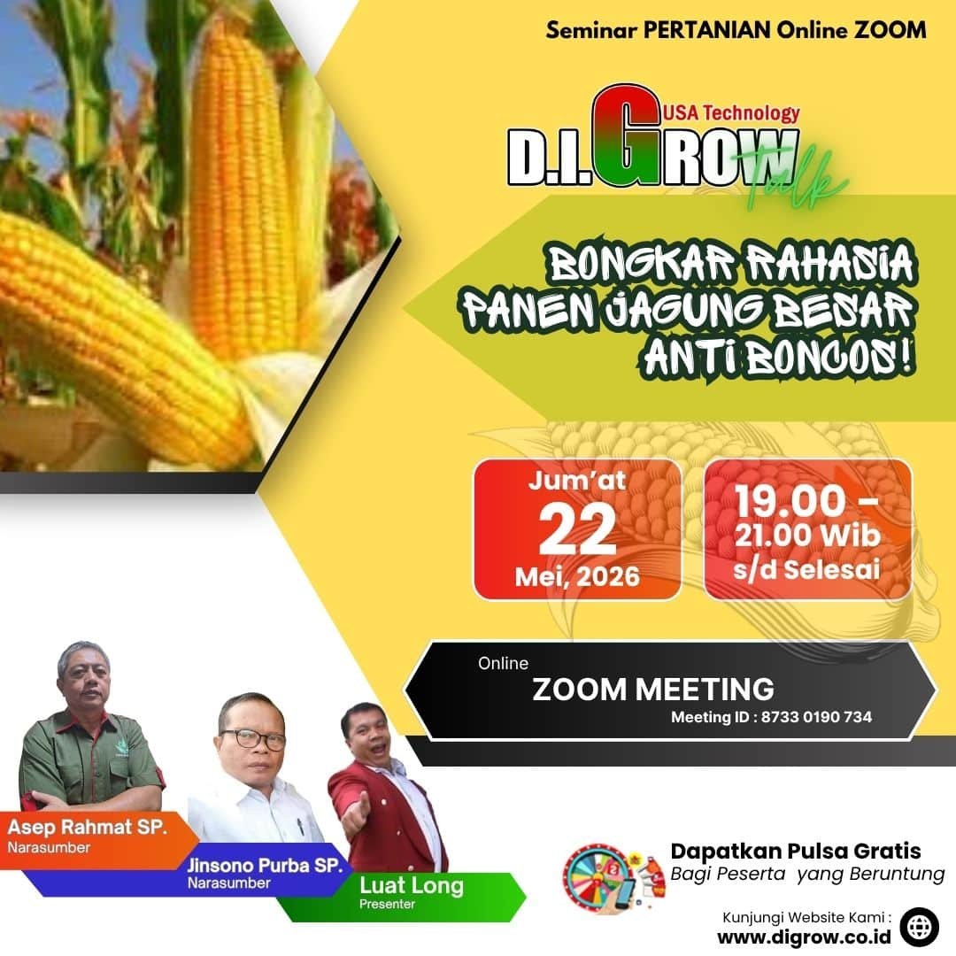 Read more about the article BONGKAR RAHASIA PANEN JAGUNG BESAR ANTI BONCOS