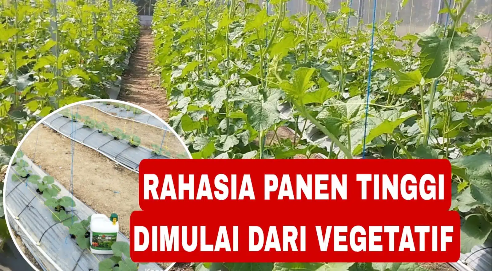Read more about the article Rahasia Pertumbuhan Melon Premium di Greenhouse: Maksimalkan Fase Vegetatif dengan DIGROW Hijau