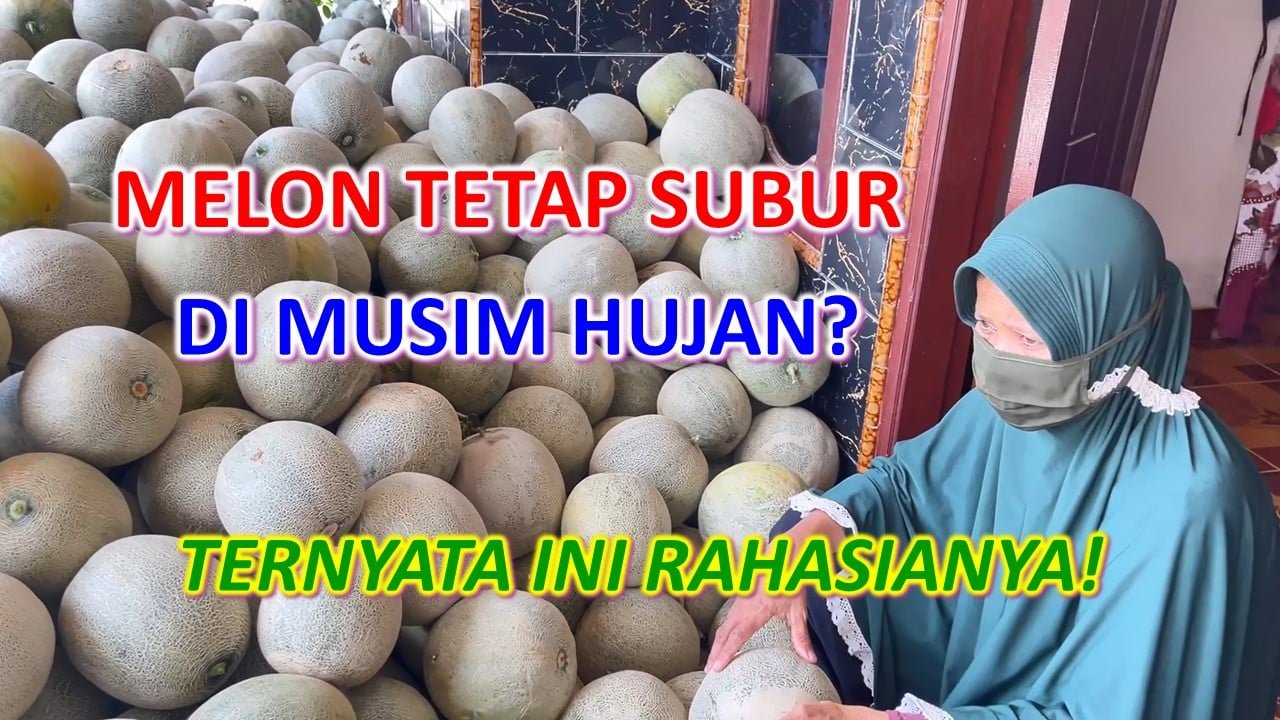 Read more about the article MELON TETAP SUBUR DI MUSIM HUJAN ? TERNYATA INI RAHASIANYA !