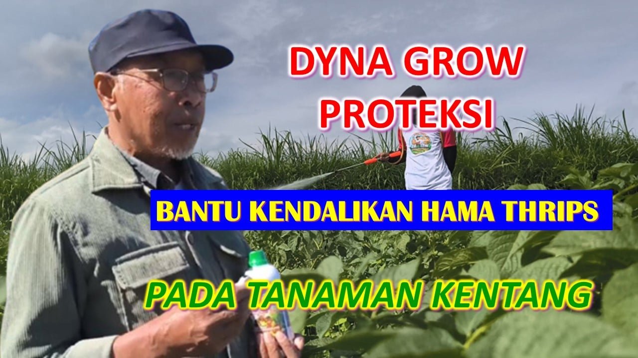 Read more about the article DYNAGROW PROTEKSI BANTU KENDALIKAN THRIPS DI MUSIM KEMARAU