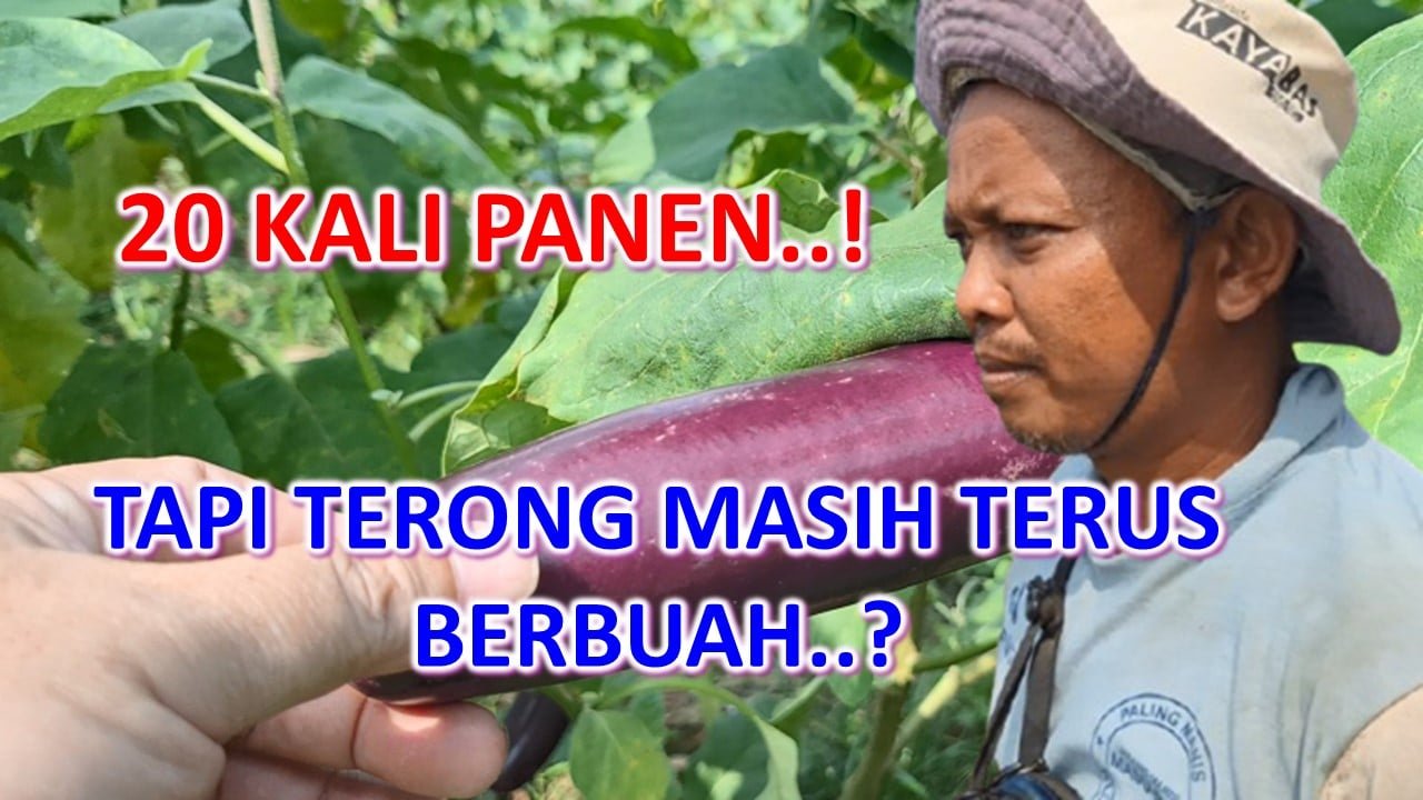 Read more about the article PAKAI DI.GROW : 20 Kali Panen, Terong Masih Terus Berbuah!