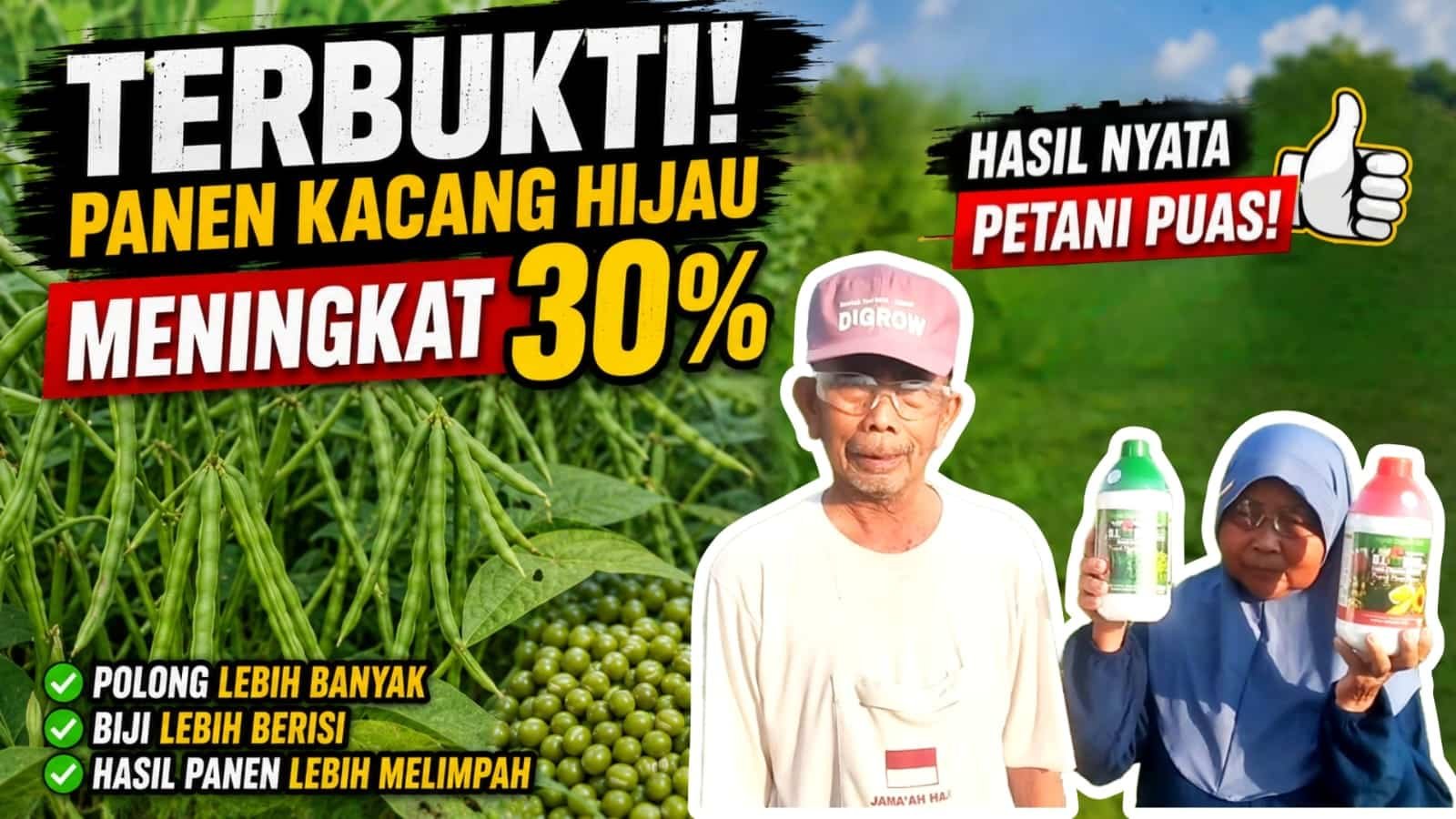 Read more about the article PUPUKNYA HANYA DIGROW PANEN KACANG HIJAU MENINGKAT 30 PERSEN